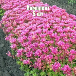 Комплект 5шт / Очиток (седум) ложный Розеум