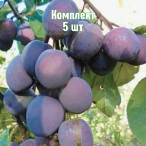 Комплект 5шт / Слива Витебская поздняя