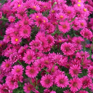 Саженец астры Роял Руби (Royal Ruby)