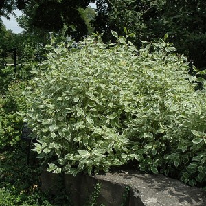 Саженец дерена Крим Крекер (Cream Cracker)