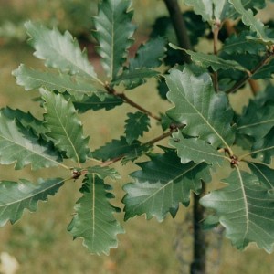 Саженец дуба Крупнопыльникового 20-40 см