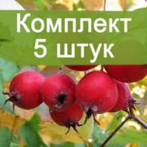 Саженцы Боярышника Барыня -  комплект 5 шт.