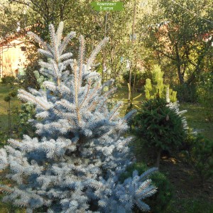 Саженцы Ели Голубой Глаука (Glauca) 100-150 см -  комплект 5 шт.