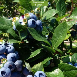 Саженцы голубики Чандлер (Chandler) -  комплект 5 шт.