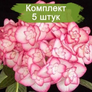 Саженцы гортензии крупнолистной Мисс Саори (Miss Saori) -  комплект 5 шт.