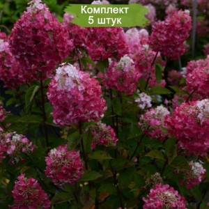 Саженцы гортензии метельчатой Самарская Лидия  -  комплект 5 шт.