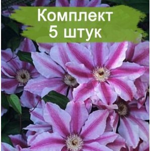 Саженцы клематиса Малая Гарнет (Malaya Garnet) -  комплект 5 шт.