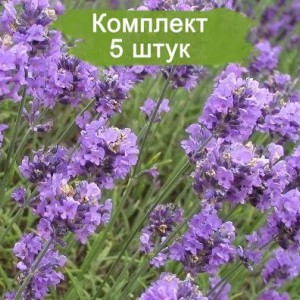 Саженцы лаванды Обычной -  комплект 5 шт.
