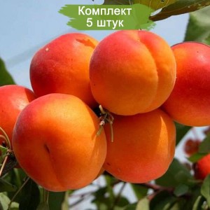 Саженцы персика колоновидного Юбилей столицы -  комплект 5 шт.