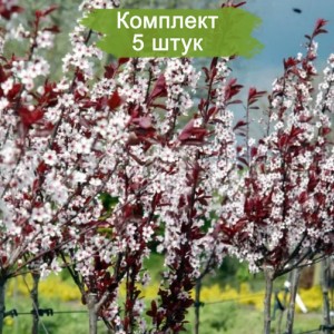 Саженцы писсарди (декоративной сливы) Цистена -  комплект 5 шт.