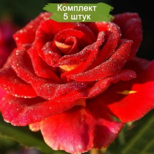 Саженцы чайно-гибридной розы Фидибус (Fidibus) -  комплект 5 шт.