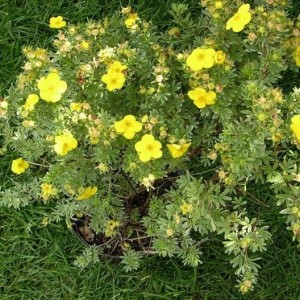 Саженец лапчатки кустарниковой (Курильского чая) Аннет (Annette)