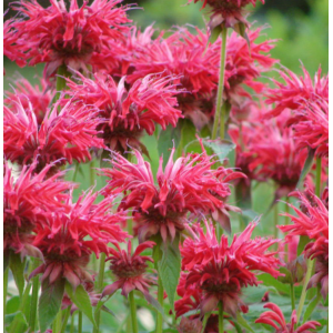 Cаженец монарды двойчатой Файербол  (Fireball) 