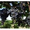 Виноград Гранатовый